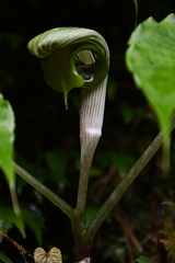 Arisaema ringens