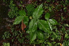 Arisaema ringens