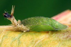 Cassida pannonica
