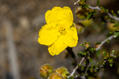 Hibbertia glabriuscula