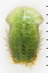 Cassida pannonica