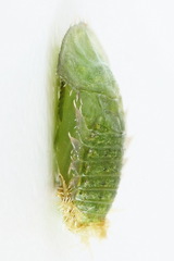 Cassida pannonica