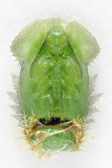 Cassida pannonica