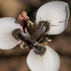 Moraea tricuspidata