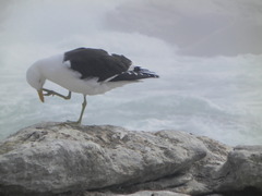 Larus dominicanus vetula