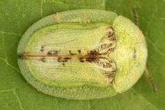 Cassida pannonica