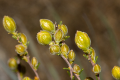 Hibbertia glabriuscula