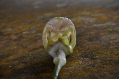 Arisaema ringens