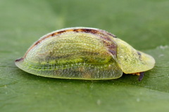 Cassida pannonica