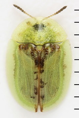 Cassida pannonica
