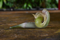 Arisaema ringens