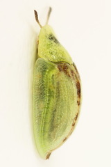 Cassida pannonica