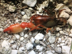 Engaeus rostrogaleatus