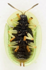 Cassida pannonica