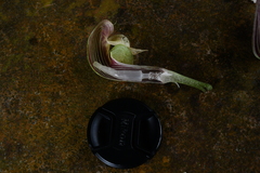 Arisaema ringens