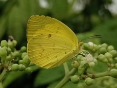 Eurema hecabe