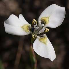 Moraea tricuspidata