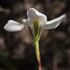 Moraea tricuspidata