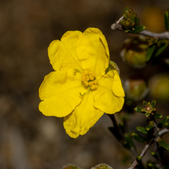Hibbertia glabriuscula