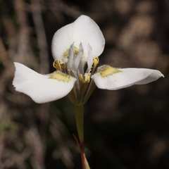 Moraea tricuspidata