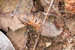 Micropolytoxus hackeri