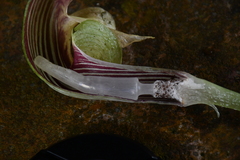 Arisaema ringens