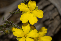 Hibbertia glabriuscula