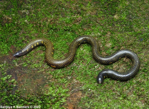Matale Shieldtail