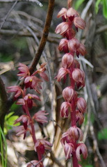 Corallorhiza striata