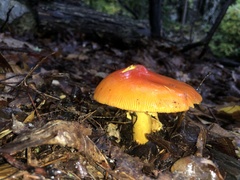 Amanita jacksonii