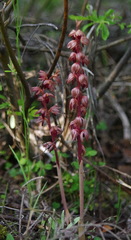 Corallorhiza striata