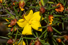 Hibbertia exasperata