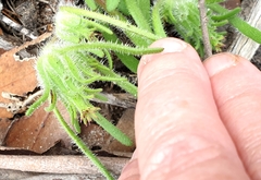 Podotheca angustifolia