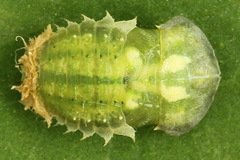 Cassida stigmatica