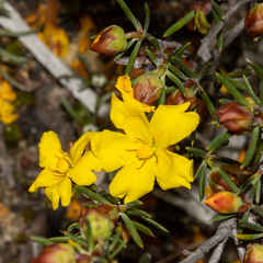 Hibbertia exasperata