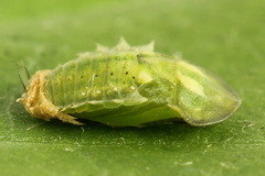 Cassida stigmatica