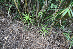 Arisaema consanguineum