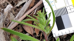 Podotheca angustifolia