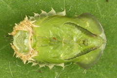 Cassida stigmatica