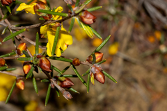 Hibbertia exasperata