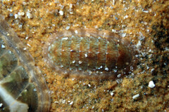 Ischnochiton
