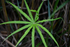 Arisaema consanguineum