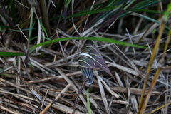 Arisaema consanguineum