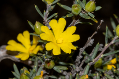 Hibbertia stowardii