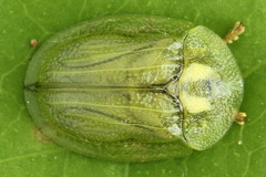 Cassida stigmatica