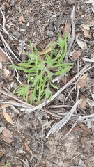 Podotheca angustifolia