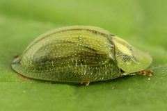 Cassida stigmatica