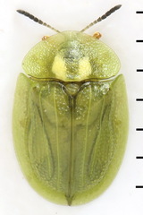 Cassida stigmatica