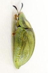 Cassida stigmatica