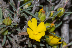 Hibbertia stowardii